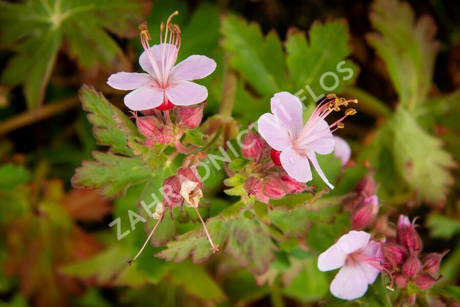 Kakost oddenkatý 'Olympos' - Geranium macrorrhizum 'Olympos'