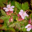 Kakost oddenkatý 'Olympos' - Geranium macrorrhizum 'Olympos'