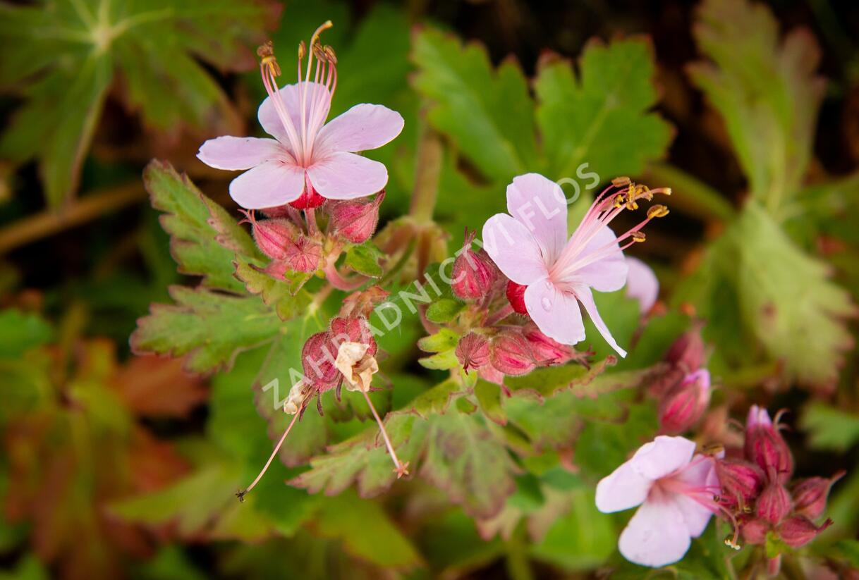 Kakost oddenkatý 'Olympos' - Geranium macrorrhizum 'Olympos'
