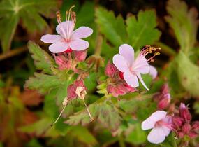 Kakost oddenkatý 'Olympos' - Geranium macrorrhizum 'Olympos'