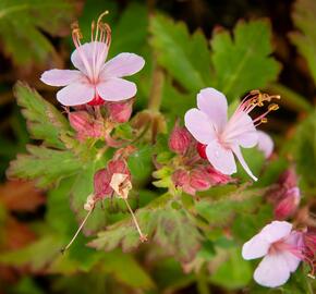 Kakost oddenkatý 'Olympos' - Geranium macrorrhizum 'Olympos'