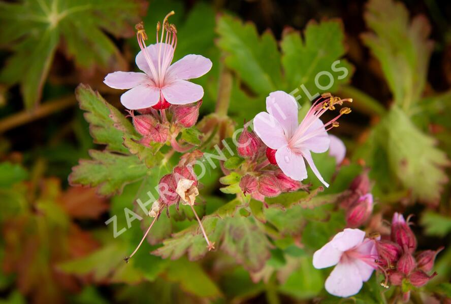 Kakost oddenkatý 'Olympos' - Geranium macrorrhizum 'Olympos'