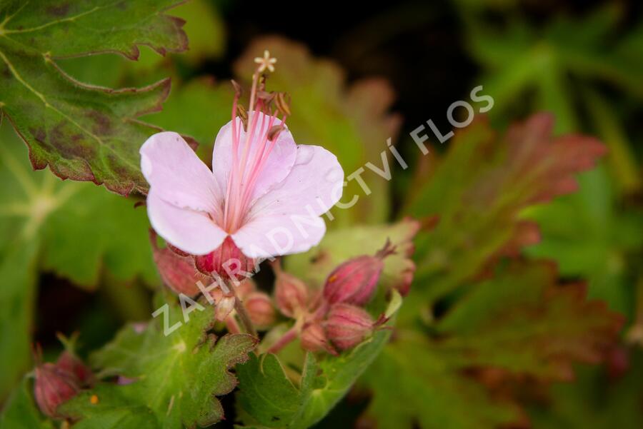 Kakost oddenkatý 'Olympos' - Geranium macrorrhizum 'Olympos'