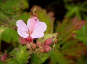 Kakost oddenkatý 'Olympos' - Geranium macrorrhizum 'Olympos'