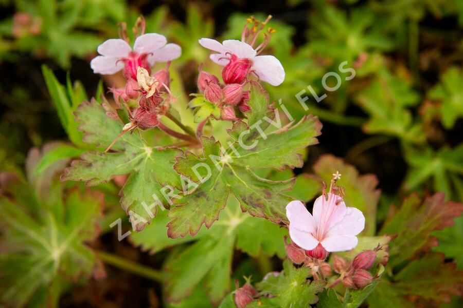Kakost oddenkatý 'Olympos' - Geranium macrorrhizum 'Olympos'