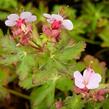 Kakost oddenkatý 'Olympos' - Geranium macrorrhizum 'Olympos'