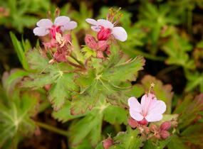 Kakost oddenkatý 'Olympos' - Geranium macrorrhizum 'Olympos'