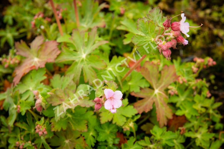 Kakost oddenkatý 'Olympos' - Geranium macrorrhizum 'Olympos'