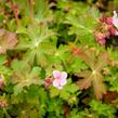 Kakost oddenkatý 'Olympos' - Geranium macrorrhizum 'Olympos'