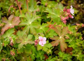 Kakost oddenkatý 'Olympos' - Geranium macrorrhizum 'Olympos'
