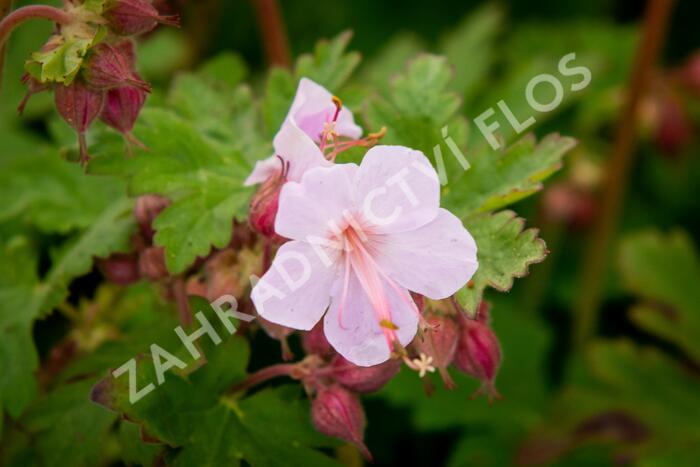 Kakost oddenkatý 'Ingwersen' - Geranium macrorrhizum 'Ingwersen'