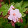 Kakost oddenkatý 'Ingwersen' - Geranium macrorrhizum 'Ingwersen'