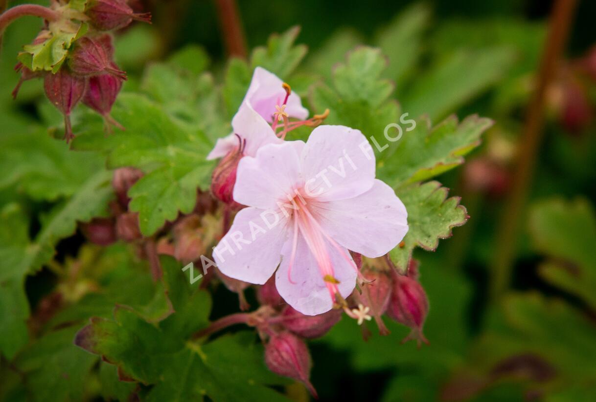 Kakost oddenkatý 'Ingwersen' - Geranium macrorrhizum 'Ingwersen'