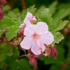 Kakost oddenkatý 'Ingwersen' - Geranium macrorrhizum 'Ingwersen'