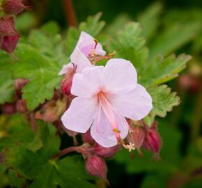 Kakost oddenkatý 'Ingwersen' - Geranium macrorrhizum 'Ingwersen'