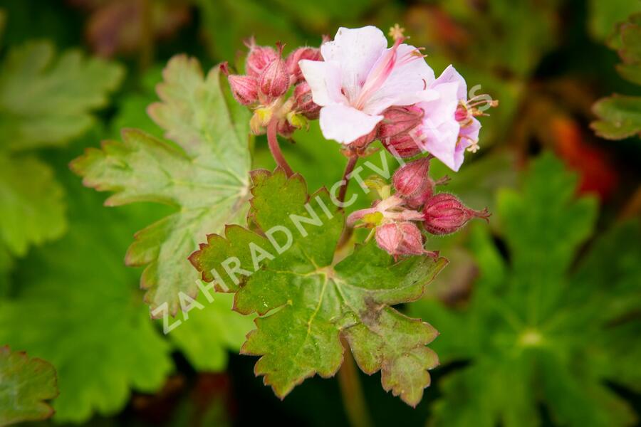 Kakost oddenkatý 'Ingwersen' - Geranium macrorrhizum 'Ingwersen'