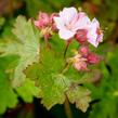 Kakost oddenkatý 'Ingwersen' - Geranium macrorrhizum 'Ingwersen'