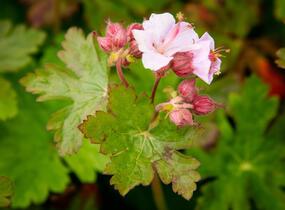 Kakost oddenkatý 'Ingwersen' - Geranium macrorrhizum 'Ingwersen'