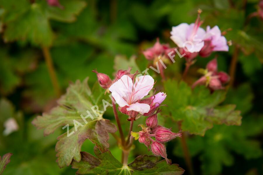 Kakost oddenkatý 'Ingwersen' - Geranium macrorrhizum 'Ingwersen'