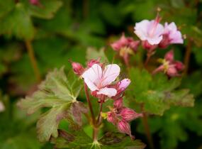 Kakost oddenkatý 'Ingwersen' - Geranium macrorrhizum 'Ingwersen'