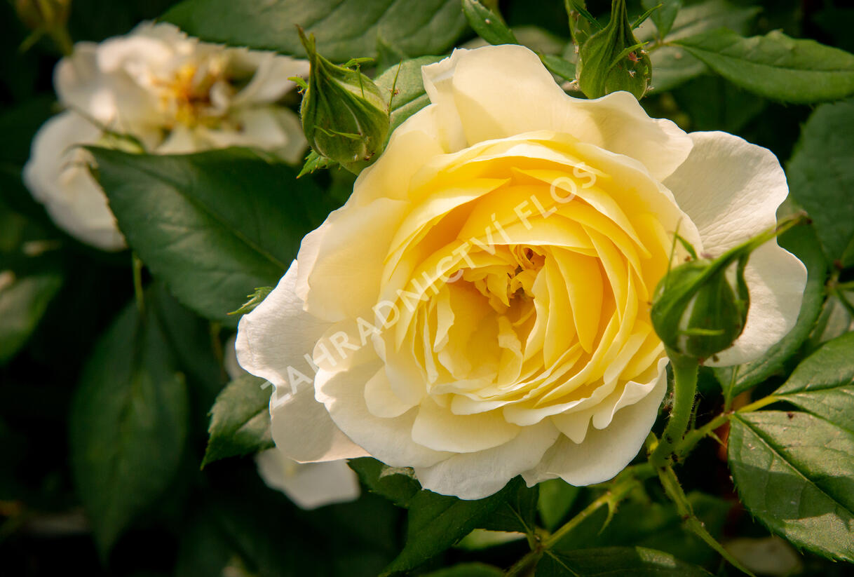 Růže anglická David Austin 'Vanessa Bell' - Rosa S 'Vanessa Bell'