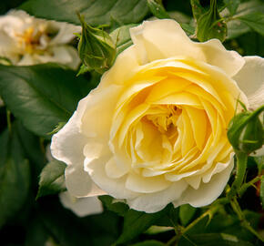 Anglická růže Davida Austina 'Vanessa Bell' - Rosa S 'Vanessa Bell'