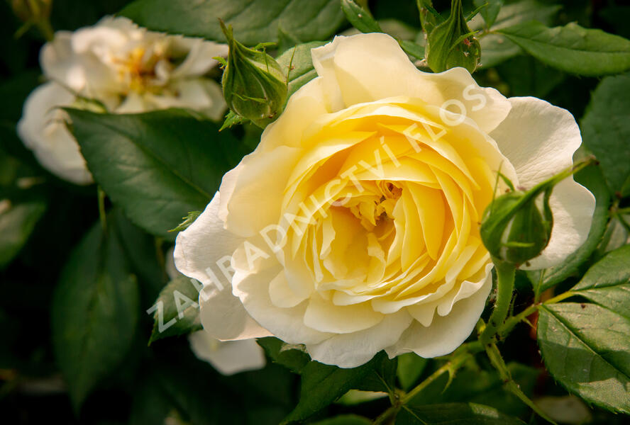 Růže anglická David Austin 'Vanessa Bell' - Rosa S 'Vanessa Bell'