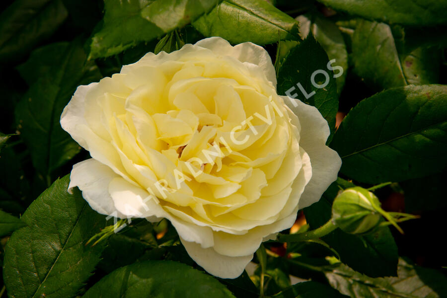 Anglická růže Davida Austina 'Vanessa Bell' - Rosa S 'Vanessa Bell'