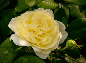 Růže anglická David Austin 'Vanessa Bell' - Rosa S 'Vanessa Bell'