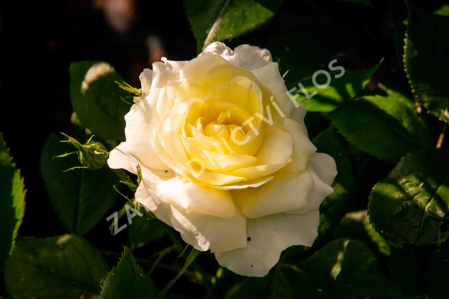 Anglická růže Davida Austina 'Vanessa Bell' - Rosa S 'Vanessa Bell'