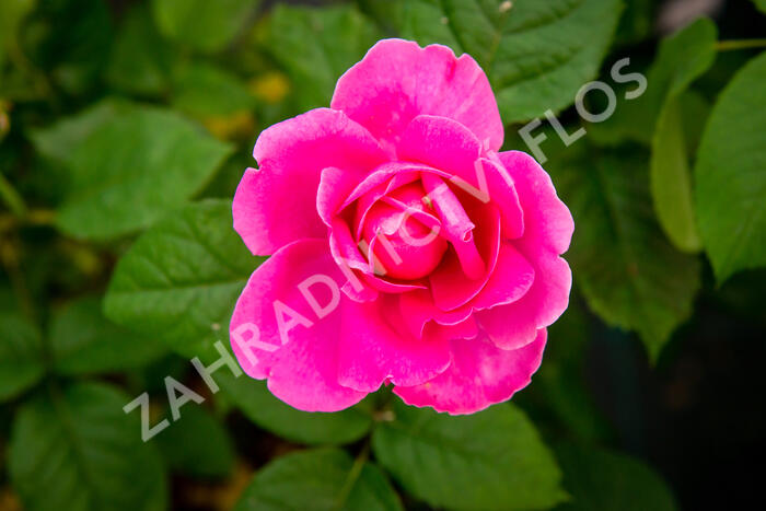 Anglická růže Davida Austina 'James L. Austin' - Rosa S 'James L. Austin'