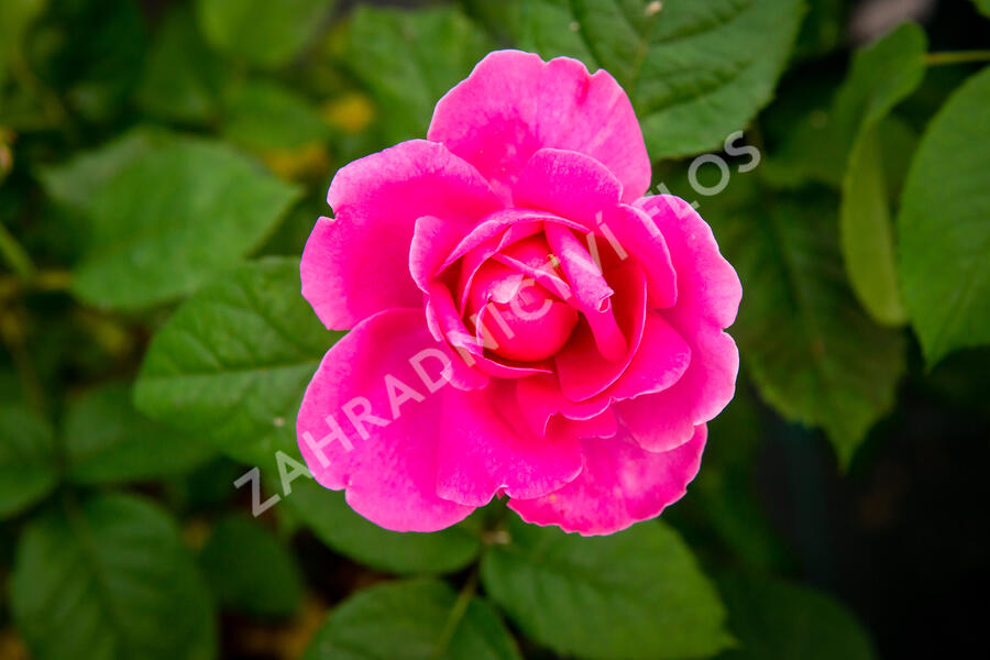 Anglická růže Davida Austina 'James L. Austin' - Rosa S 'James L. Austin'