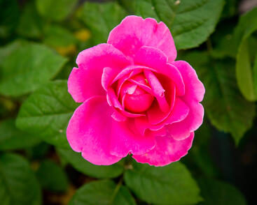 Růže anglická David Austin 'James L. Austin'