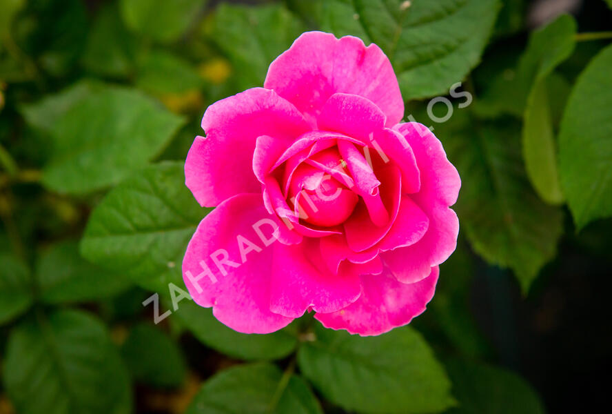 Růže anglická David Austin 'James L. Austin' - Rosa S 'James L. Austin'
