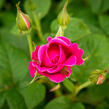 Anglická růže Davida Austina 'James L. Austin' - Rosa S 'James L. Austin'