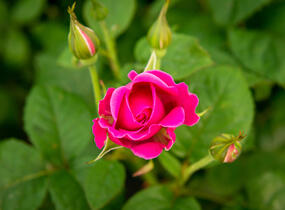 Růže anglická David Austin 'James L. Austin' - Rosa S 'James L. Austin'