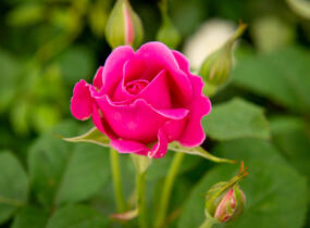 Růže anglická David Austin 'James L. Austin' - Rosa S 'James L. Austin'