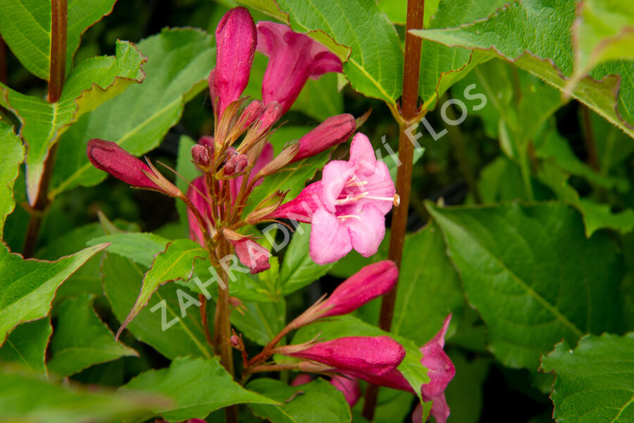 Vajgélie květnatá 'Rumba' - Weigela florida 'Rumba'