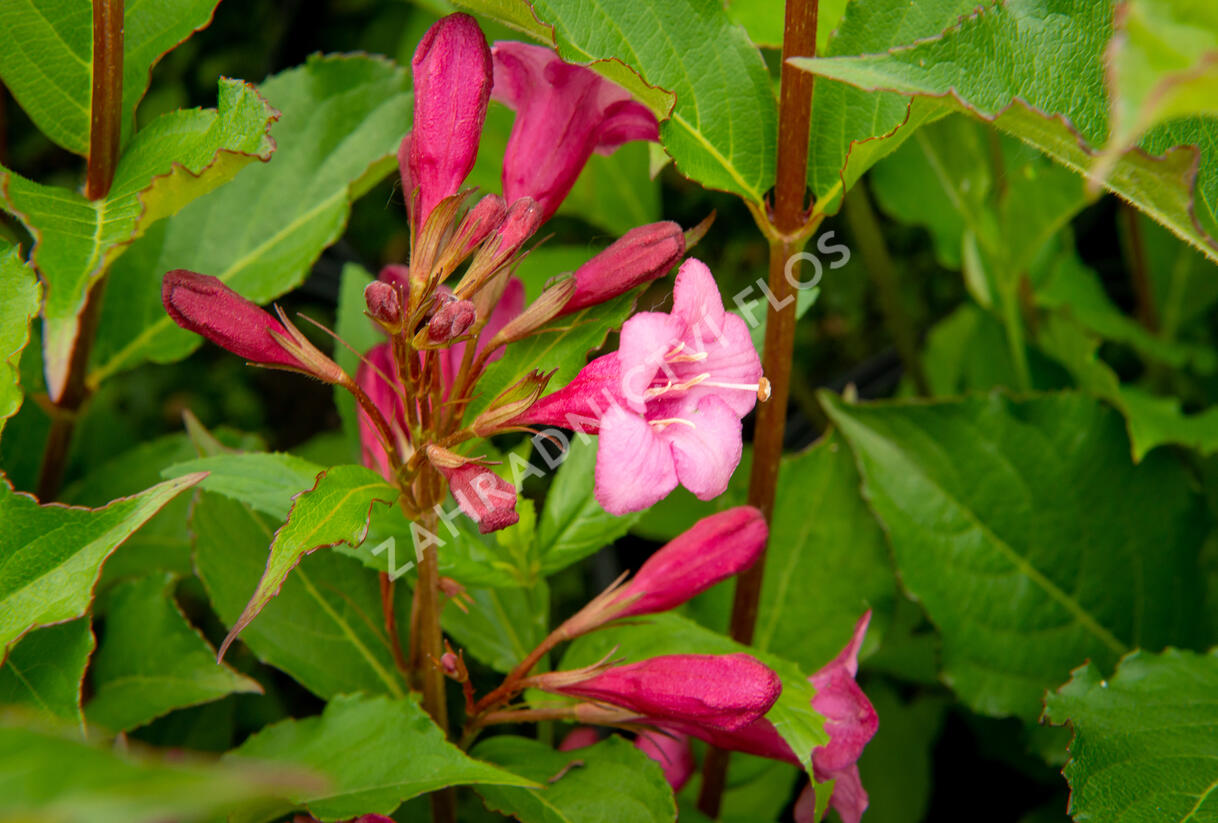 Vajgélie květnatá 'Rumba' - Weigela florida 'Rumba'