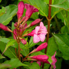 Vajgélie květnatá 'Rumba' - Weigela florida 'Rumba'