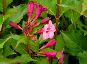 Vajgélie květnatá 'Rumba' - Weigela florida 'Rumba'