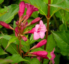 Vajgélie květnatá 'Rumba' - Weigela florida 'Rumba'