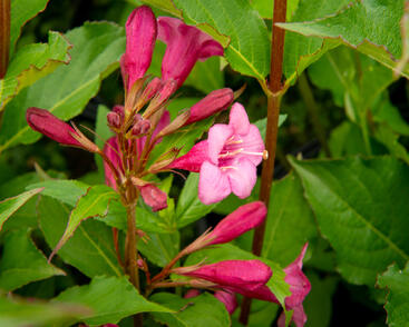 Vajgélie květnatá 'Rumba'