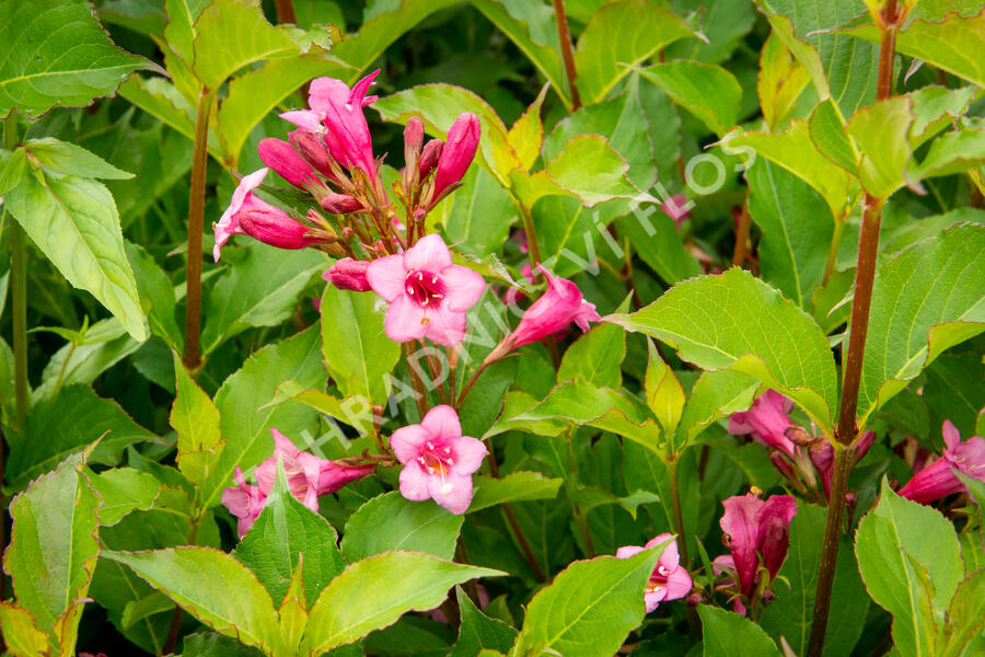 Vajgélie květnatá 'Rumba' - Weigela florida 'Rumba'