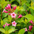 Vajgélie květnatá 'Rumba' - Weigela florida 'Rumba'