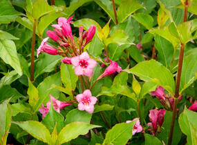 Vajgélie květnatá 'Rumba' - Weigela florida 'Rumba'