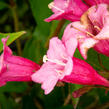 Vajgélie květnatá 'Rumba' - Weigela florida 'Rumba'