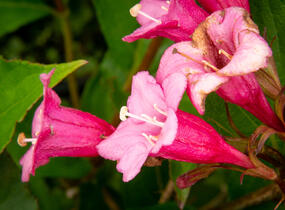 Vajgélie květnatá 'Rumba' - Weigela florida 'Rumba'