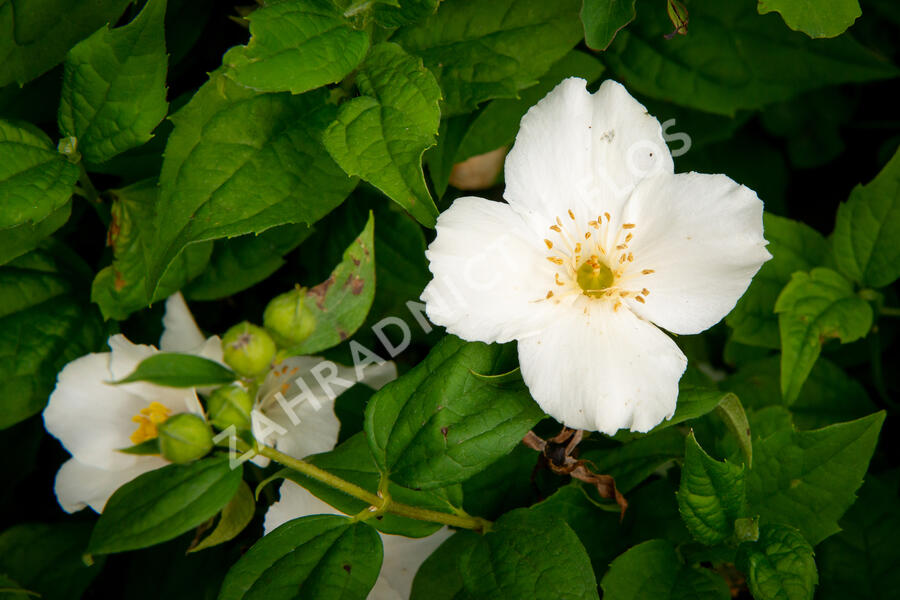 Pustoryl 'Belle Etoile' - Philadelphus 'Belle Etoile'