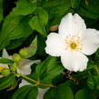 Pustoryl 'Belle Etoile' - Philadelphus 'Belle Etoile'